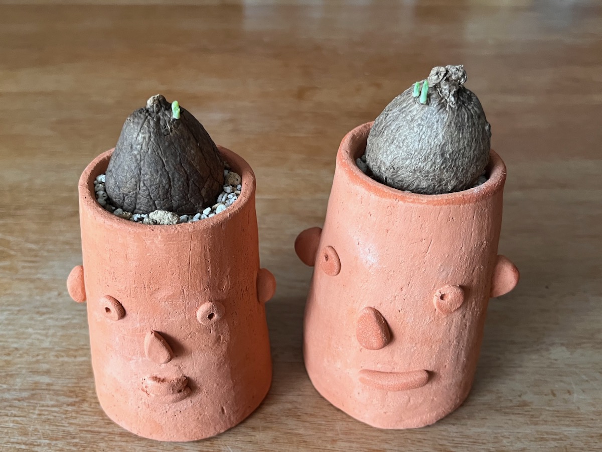 TICKLE_BandC's tweet photo. お目覚め🌱

#ステファニアエレクタ https://t.co/I7G8F9dYig