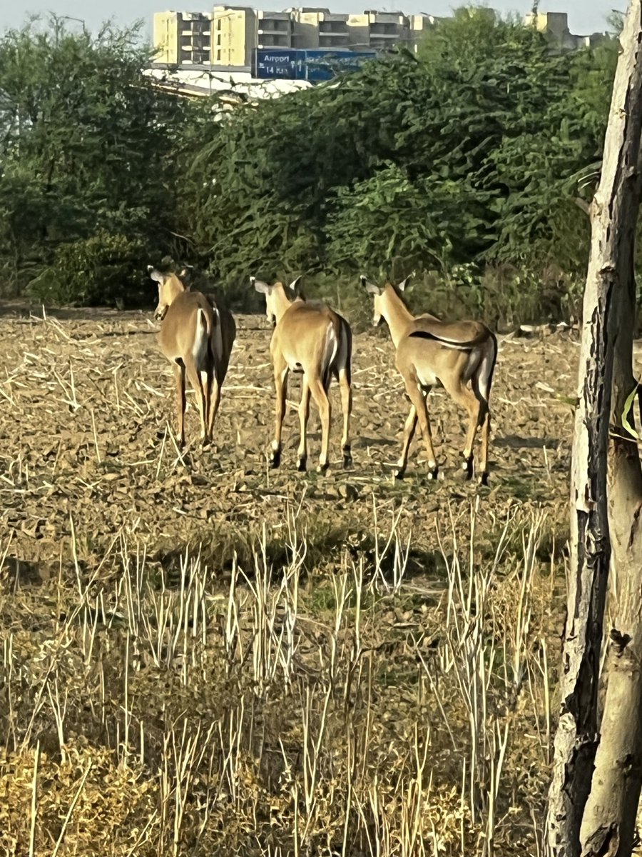 rohitraina's tweet photo. @ForestHaryana dear sir , there are 4-5 deer roaming or stranded in sec 88b area please look into this , they seem lost and could loose their life if they get to Dwarka Expressway Gurgaon attach is the image #DwarkaExpressway https://t.co/ENLoeTMcus