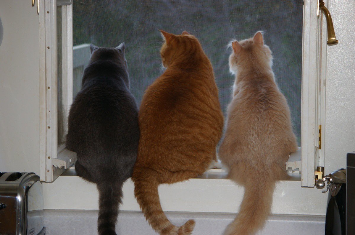 jiji tweet media