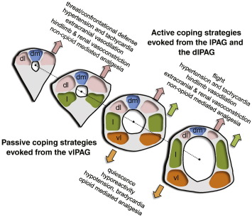 Roland00Address's tweet photo. @nomoretired2023 @AlobhaPatrick so on and so on ( i know too much even though I am no expert due to a family member spinal cord injury )

likewise these same brain areas are involved with other things like fight vs flee vs passive freeze, sleep disorders, etc.  For example the PAG and so on https://t.co/ZPyRUvEOz1
