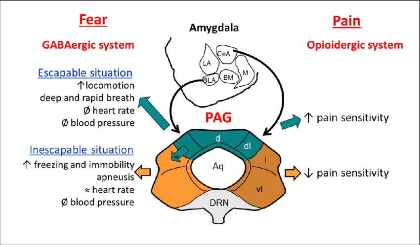 Roland00Address's tweet photo. @nomoretired2023 @AlobhaPatrick so on and so on ( i know too much even though I am no expert due to a family member spinal cord injury )

likewise these same brain areas are involved with other things like fight vs flee vs passive freeze, sleep disorders, etc.  For example the PAG and so on https://t.co/ZPyRUvEOz1