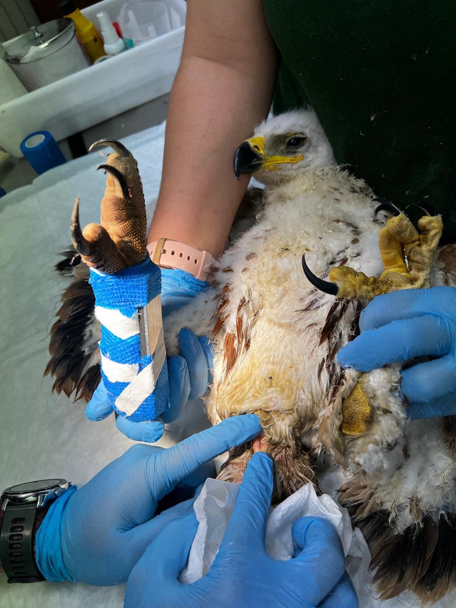 naturalezacyl's tweet photo. ¡Ya está dando sus primeros pasos!
Este pollo de #ÁguilaImperial, fue recogido bajo el nido el 27 de mayo con una fractura de tibia, en Portillo #Valladolid.
Es una alegría comprobar qué rápida va su recuperación para que pueda volver a la naturaleza cuanto antes #CRAS 👏👏 https://t.co/GqAaSkMA8x