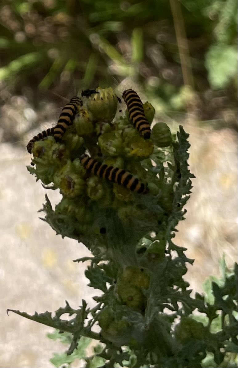 BlueButterflyuk's tweet photo. What a lovely sight whilst sitting in the garden today 😍 couldn’t believe my eyes! Lots of  #CinnabarMoths on some of the #Ragwort that’s been left to grow for the #Wildlife ❤️ @_JoelAshton thanks to you for informing me about the ragwort and its benefits to our wildlife! https://t.co/5RZ11TsoSK