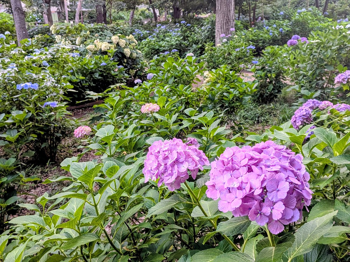 SpicaDX's tweet photo. 小平あじさい公園
今夜からホタルが見られるというんで行ってきた
まずは明るい時間に下見 https://t.co/Fr2QpSzHg6