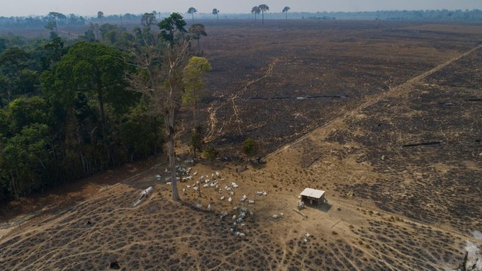 hrw_brasil's tweet photo. Importantes decisões judiciais determinaram que o governo federal avance na retirada de ocupantes ilegais do Território Indígena Cachoeira Seca e do PDS Terra Nossa, protegendo povos indígenas, agricultores familiares e a floresta.
Saiba mais  em: https://t.co/KxVeNiB0K9 https://t.co/N67kvHtXc6