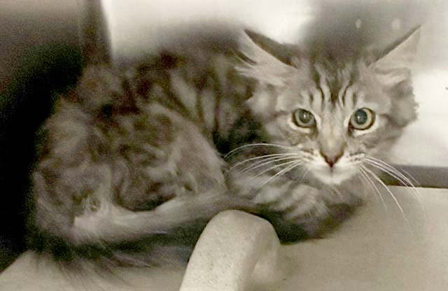 lordi1960's tweet photo. https://t.co/RbkNEAE7ME
❤️NOODLE -- ID# A845221

Temperament: FORMERLY FRIENDLY - MEDICAL WAIVER - NOW RESCUE ONLY
🆘🆘🆘🆘
I am a male gray tabby Domestic Mediumhair.

The shelter staff think I am about 13 weeks old.

I have been at the shelter since June 09, 2026.

I will be available for rescue on June 14, 2026.

I am currently at Devore Shelter in San Bernardino County, California.

If you would like more information about this cat,
please visit or call:

Devore Animal Shelter
19777 Shelter Way
Devore, CA 92407
Voice: (909) 386-9820 - press 2