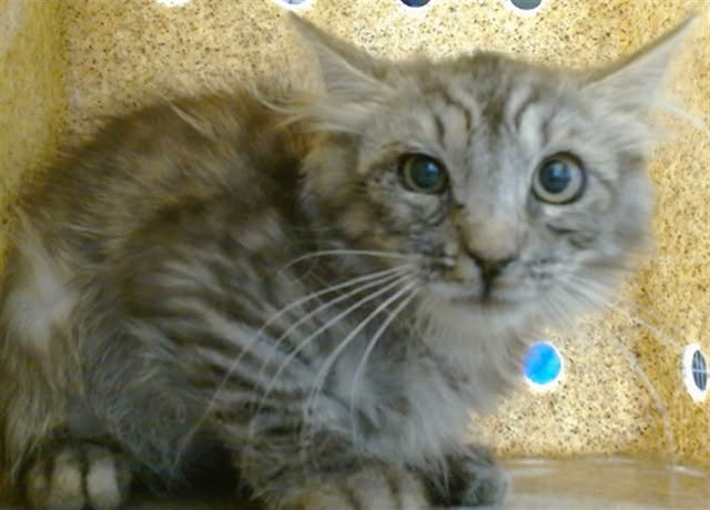 lordi1960's tweet photo. https://t.co/RbkNEAE7ME
❤️NOODLE -- ID# A845221

Temperament: FORMERLY FRIENDLY - MEDICAL WAIVER - NOW RESCUE ONLY
🆘🆘🆘🆘
I am a male gray tabby Domestic Mediumhair.

The shelter staff think I am about 13 weeks old.

I have been at the shelter since June 09, 2026.

I will be available for rescue on June 14, 2026.

I am currently at Devore Shelter in San Bernardino County, California.

If you would like more information about this cat,
please visit or call:

Devore Animal Shelter
19777 Shelter Way
Devore, CA 92407
Voice: (909) 386-9820 - press 2