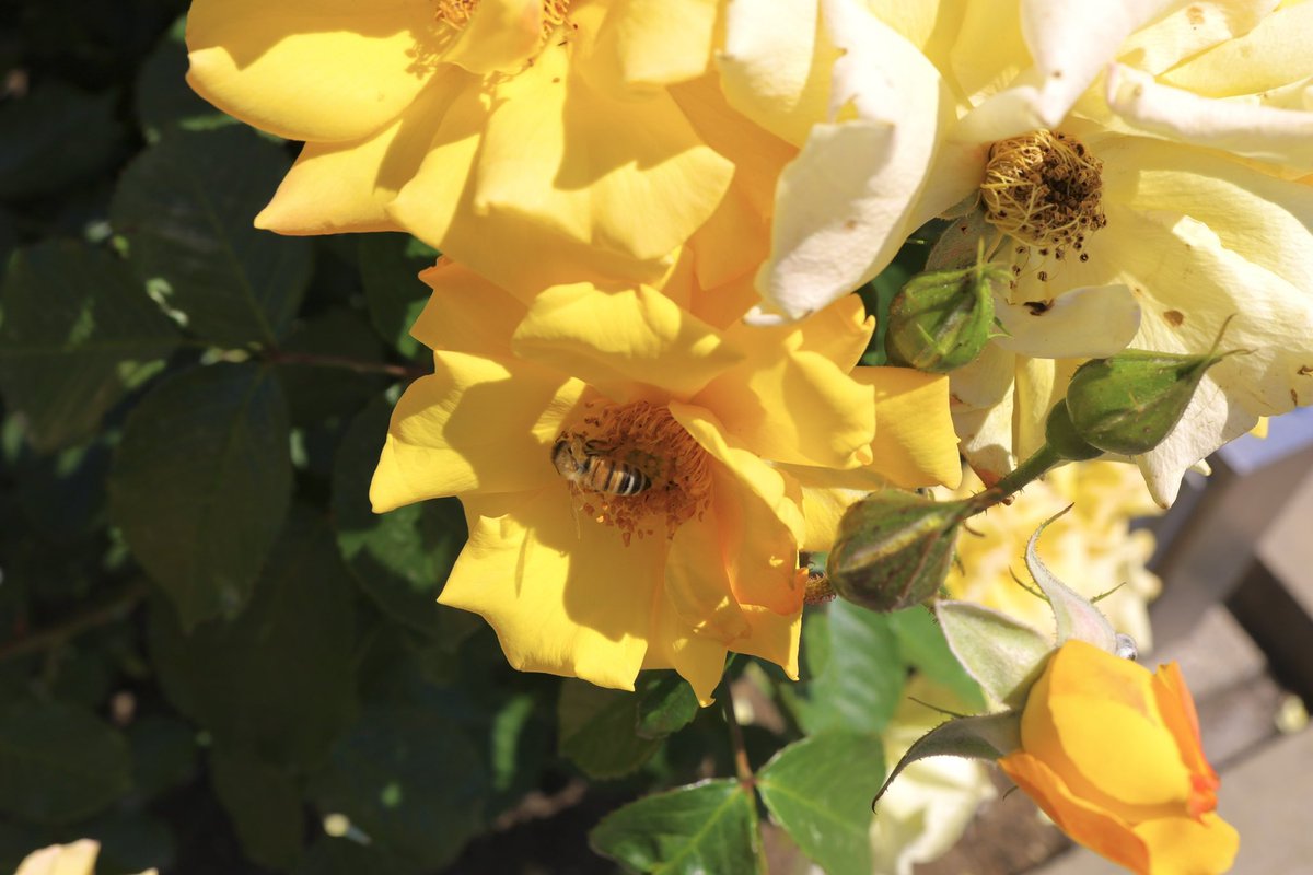 ama_came's tweet photo. 少し前ですが、#神代植物公園 行ってきました。
#写真好きな人と繋がりたい
#カメラ好きな人と繋がりたい
#ファインダー越しの私の世界 https://t.co/pk7w3HJUor