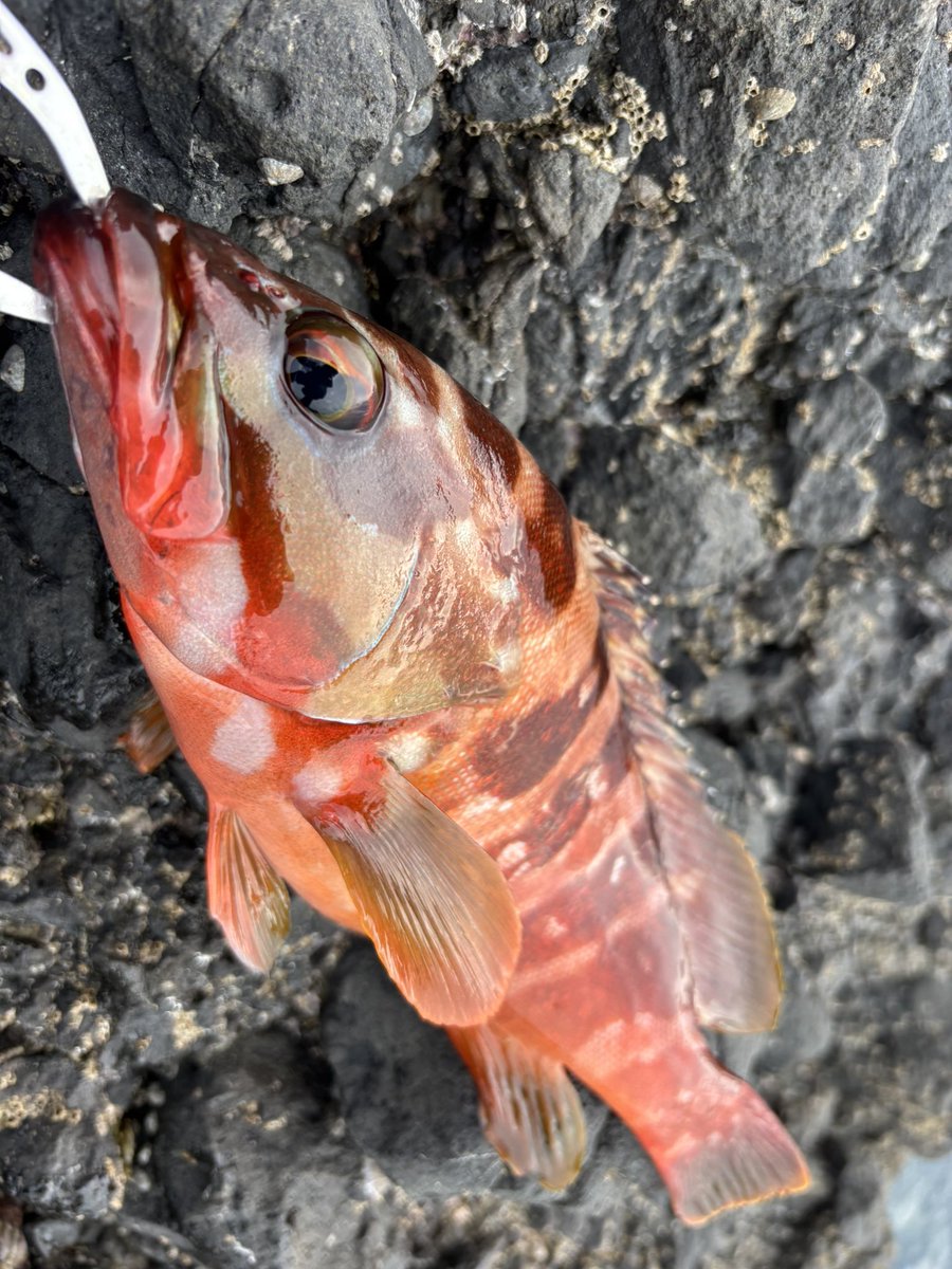urot_2250's tweet photo. いっぱい釣れた次の日全く釣れないツンデレな伊豆半島がすき❤️ https://t.co/B7iHS7j4ig