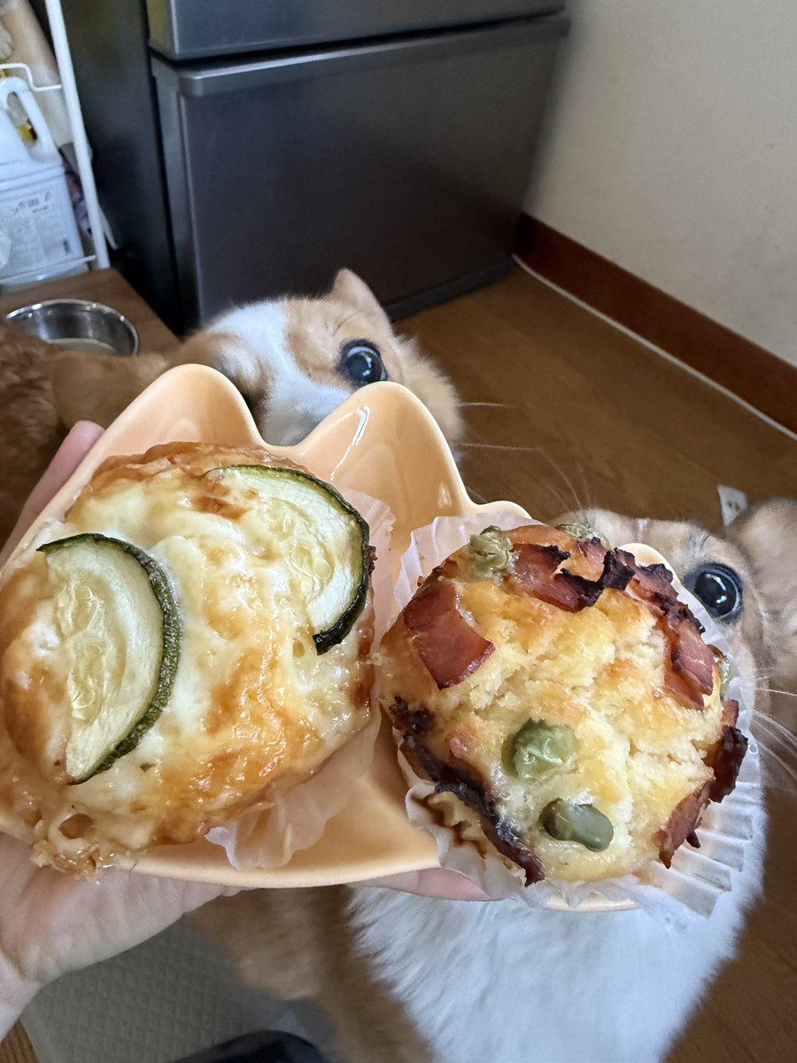 chobison's tweet photo. うわぁ✨〜
#コーギー
#corgi https://t.co/uUDWVu0sCv