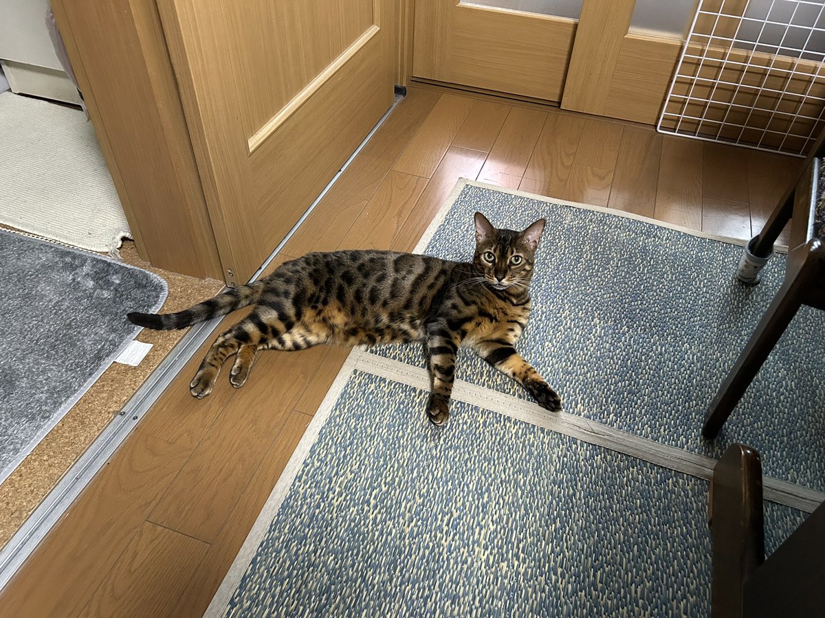 asaji's tweet photo. 暑くなると床に猫が落ちていて事故りそうになる https://t.co/0wn0QAUpaS