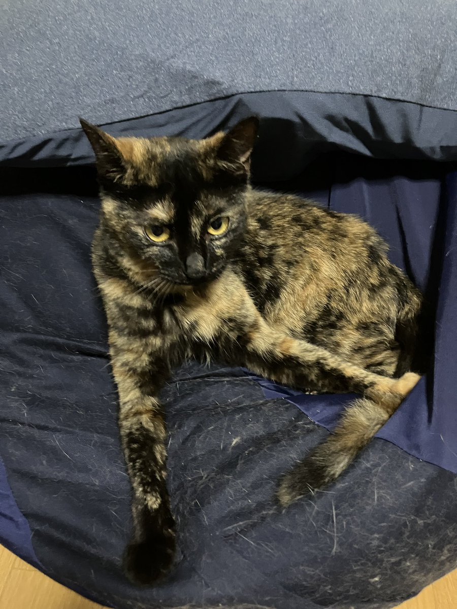 mashami93's tweet photo. 誤飲騒ぎを起こした預かり猫さん。その後変調を起こすことなく旺盛な食欲と快調な便通で過ごしています。来月の譲渡会に出られるといいねえ？
#里親募集中 
#保護猫譲渡会
#地域の猫たちをおうちに 
#NPO法人にゃぶ https://t.co/3fH9VxpDCY