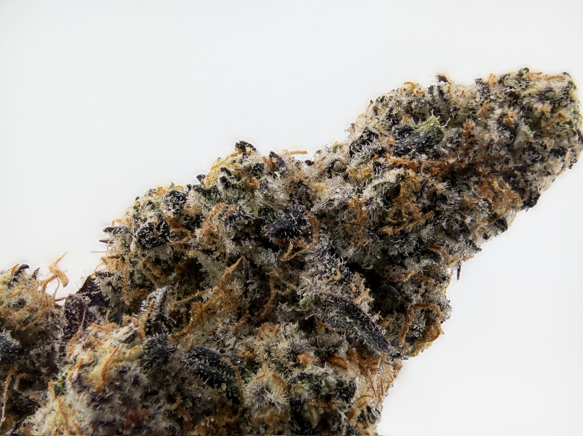 The_Hemp_Critic's tweet photo. Jelly Breath Southern Harvest Hemp 

Nugs came nice and dense, super frosty with good trich coverage, deep green with some purple pops and those sticky orange hairs. Aroma is sweet berry jelly mixed with floral notes. Moisture is at 11% vape was smooth, flavor on point with tangy berry on the inhale and that rich creamy herbal finish. Effects are relaxing, indica dominant hybrid – nice body melt for the shoulders and back, chill head without being too heavy.