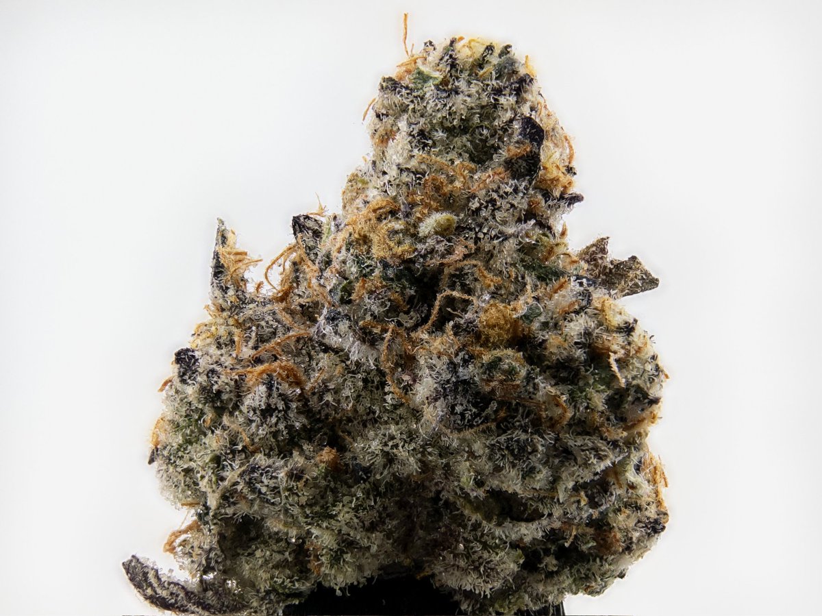 The_Hemp_Critic's tweet photo. Jelly Breath Southern Harvest Hemp 

Nugs came nice and dense, super frosty with good trich coverage, deep green with some purple pops and those sticky orange hairs. Aroma is sweet berry jelly mixed with floral notes. Moisture is at 11% vape was smooth, flavor on point with tangy berry on the inhale and that rich creamy herbal finish. Effects are relaxing, indica dominant hybrid – nice body melt for the shoulders and back, chill head without being too heavy.