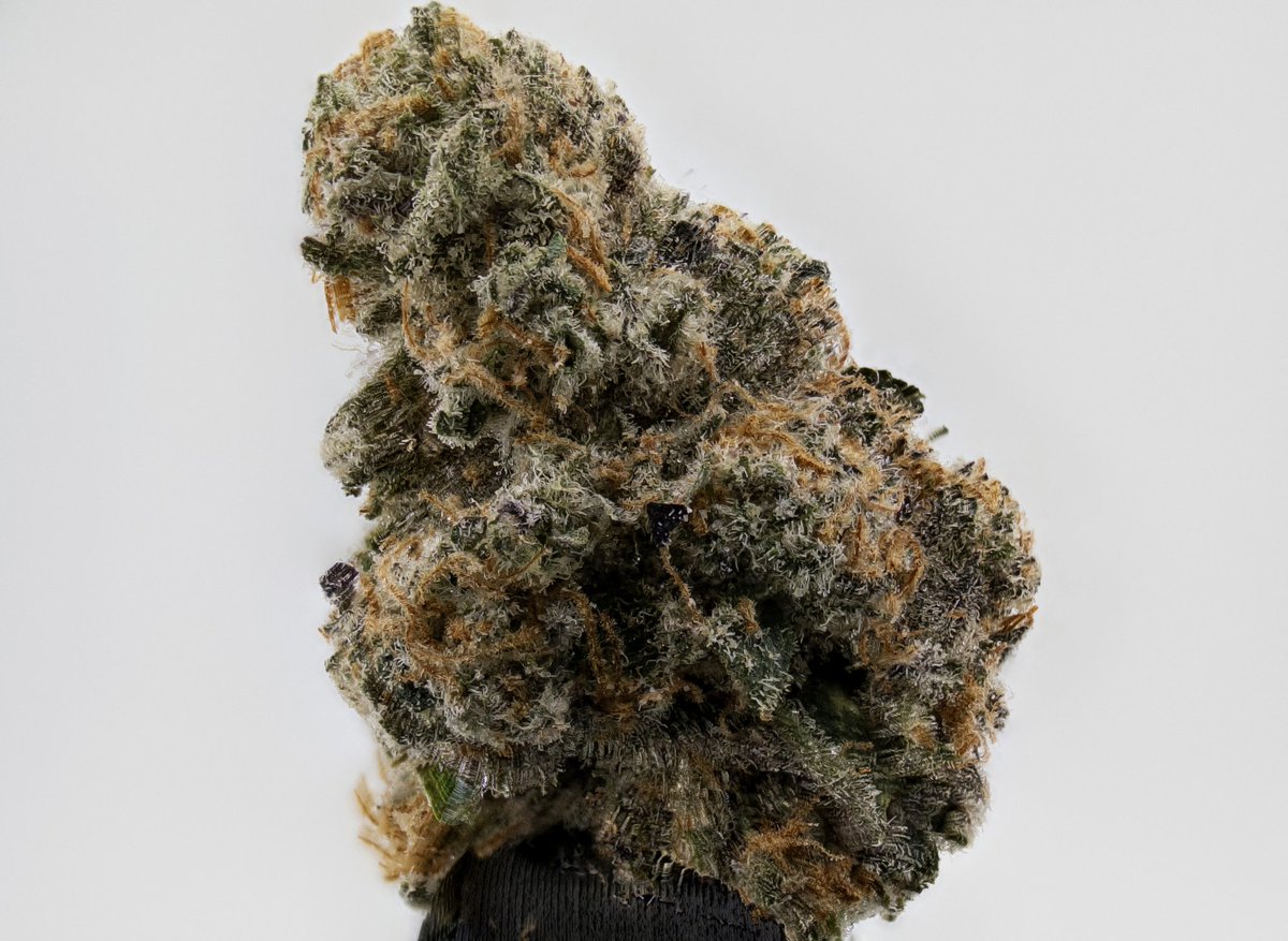 The_Hemp_Critic's tweet photo. Jelly Breath Southern Harvest Hemp 

Nugs came nice and dense, super frosty with good trich coverage, deep green with some purple pops and those sticky orange hairs. Aroma is sweet berry jelly mixed with floral notes. Moisture is at 11% vape was smooth, flavor on point with tangy berry on the inhale and that rich creamy herbal finish. Effects are relaxing, indica dominant hybrid – nice body melt for the shoulders and back, chill head without being too heavy.