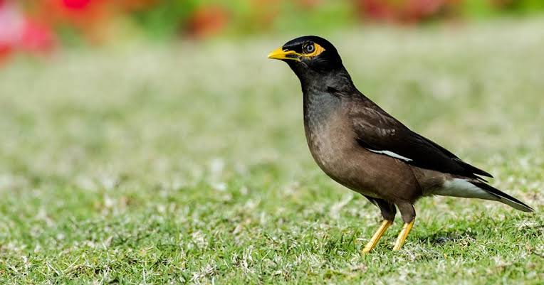 farsaa__'s tweet photo. One for sorrow https://t.co/iz3ygP2Byo