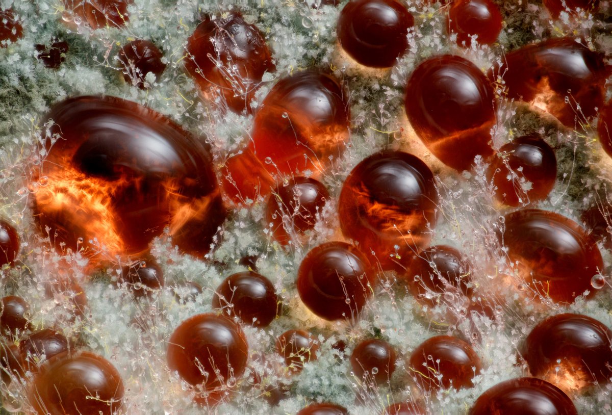 NikonSmallWorld's tweet photo. #FungusFriday meets #FunFactFriday! Talaromyces purpureogenus, known for its red, diffused pigment, has been characterized for extrolites and antioxidant properties.

https://t.co/YSAaimQOZJ

Credit: Wim van Egmond https://t.co/Pu5b9s4j0X