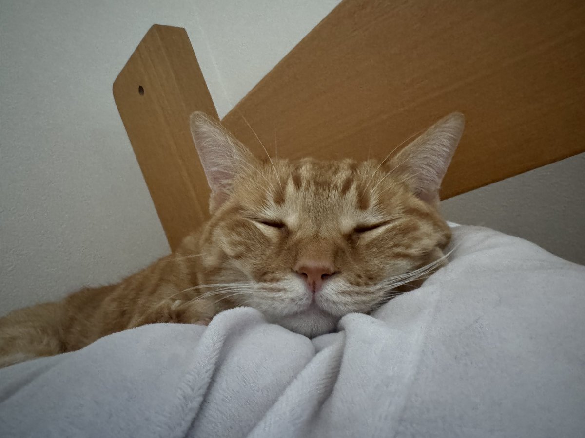 reicoco6's tweet photo. うちの子のブサカワな寝顔あげちゃうよ。イライラもやもやを解消しなきゃね！ https://t.co/vULNOp65Ci