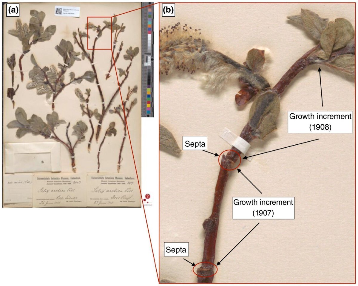 NewPhyt's tweet photo. Herbarium specimens reveal drivers of Arctic shrub growth

A #Letter by Ahlstrand et al.
👇

📖 https://t.co/Hh8cdiEZlZ

#LatestIssue #PlantScience https://t.co/puD1vJvuRo