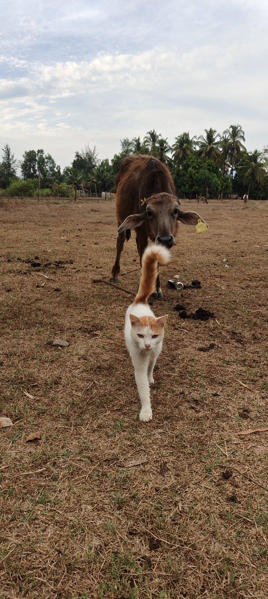 Tigress_here's tweet photo. Best buds always find a way to stick together.✌️😁🐱❤️

#AnimalFriends #FarmLife #Buddies #AnimalBonding #CatLove #BuffaloCalf #CountryLiving #RuralLife #NatureSpeaks https://t.co/lYksvHFY5R