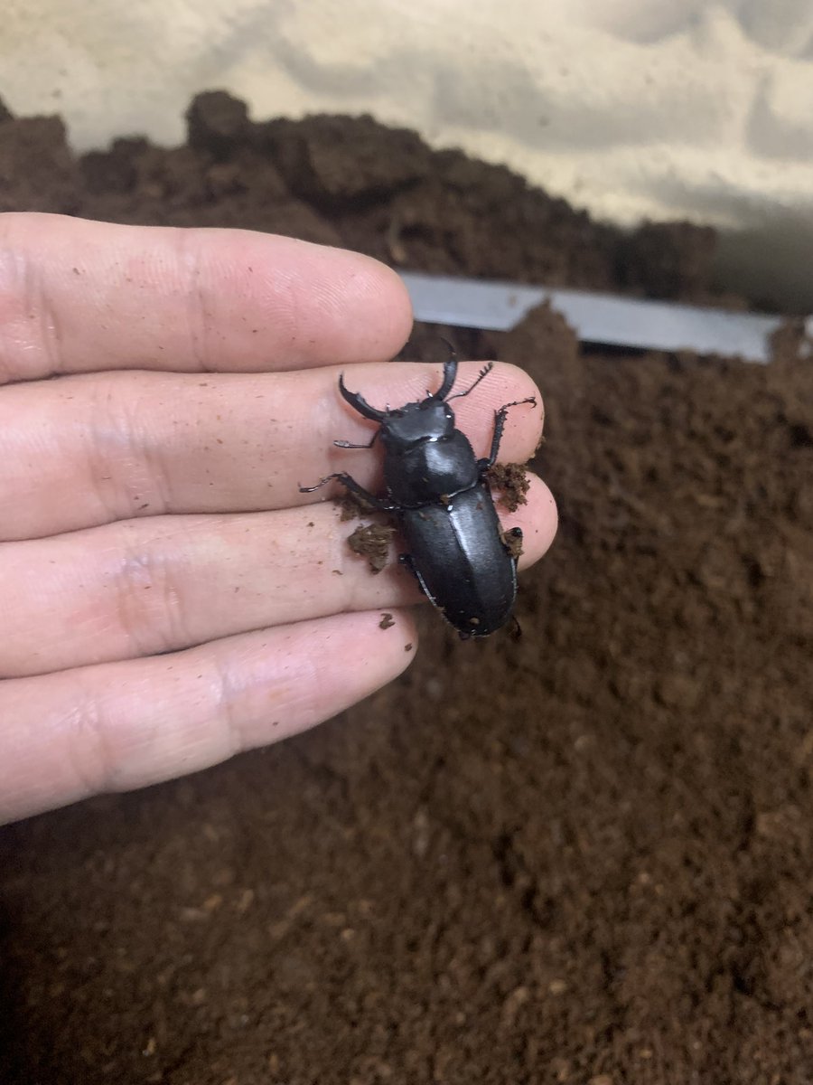 Dorcus0098's tweet photo. 6月20日〜21日は上白根即売会❗️
いつも通り自己採集個体＋ブリード品を少量持っていきます👊✨ https://t.co/RVo74hmmA1
