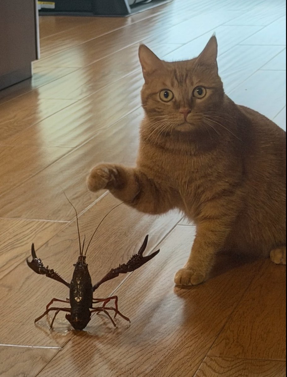 animalkyat's tweet photo. 「実家の猫元気してる？」と母にラインしたら送られてきた写真 https://t.co/qxz7kRS3oj