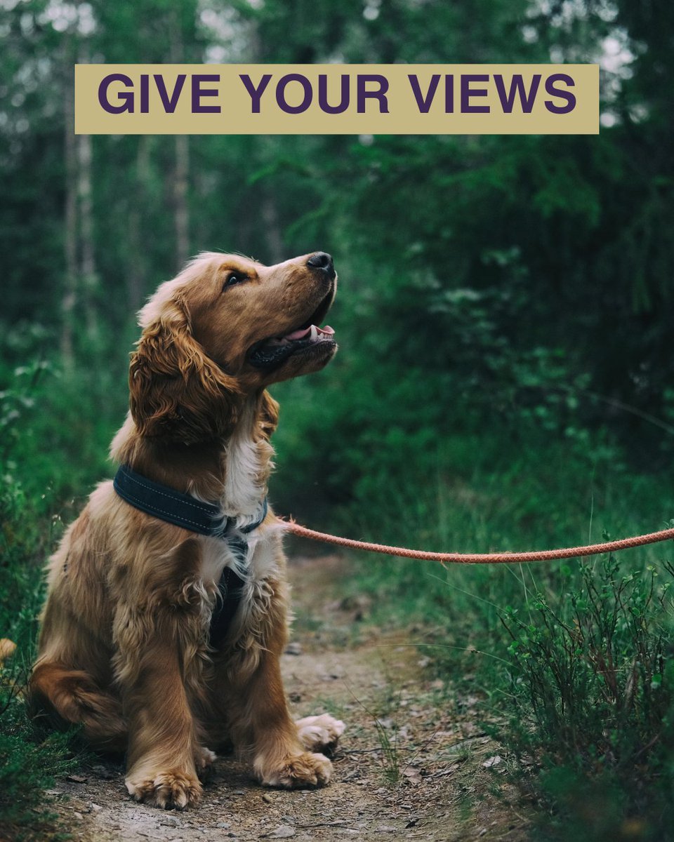 WolvesCouncil's tweet photo. 🐶 We're consulting on safety measures for dogs to make sure our city is comfortable for everyone.
The vast majority of the existing measures will stay the same but two new elements are proposed for leads and ID.
Find out more and give your views👉https://t.co/qxnwLarTKT https://t.co/nehBaVWZBp