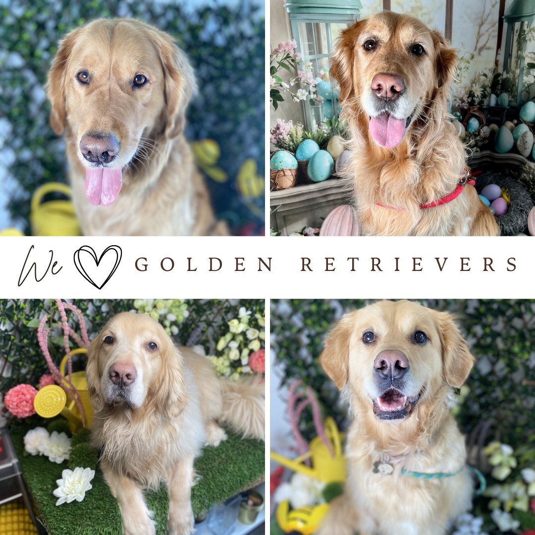 PetPearlyWhites's tweet photo. Our golden retriever clients are simply golden when they come in for a cleaning. 

🏠844 King St West, Toronto, ON 
 📞 (416) 504-1019
💻 https://t.co/Nx33KN9xDP

#PearlyWhites #TorontoGTA #KingWest #LibertyVillage #TrinityBellwoods #DogsofToronto #CleanTeethHappyDogs #Happydog https://t.co/Fk8ZpIYjXP