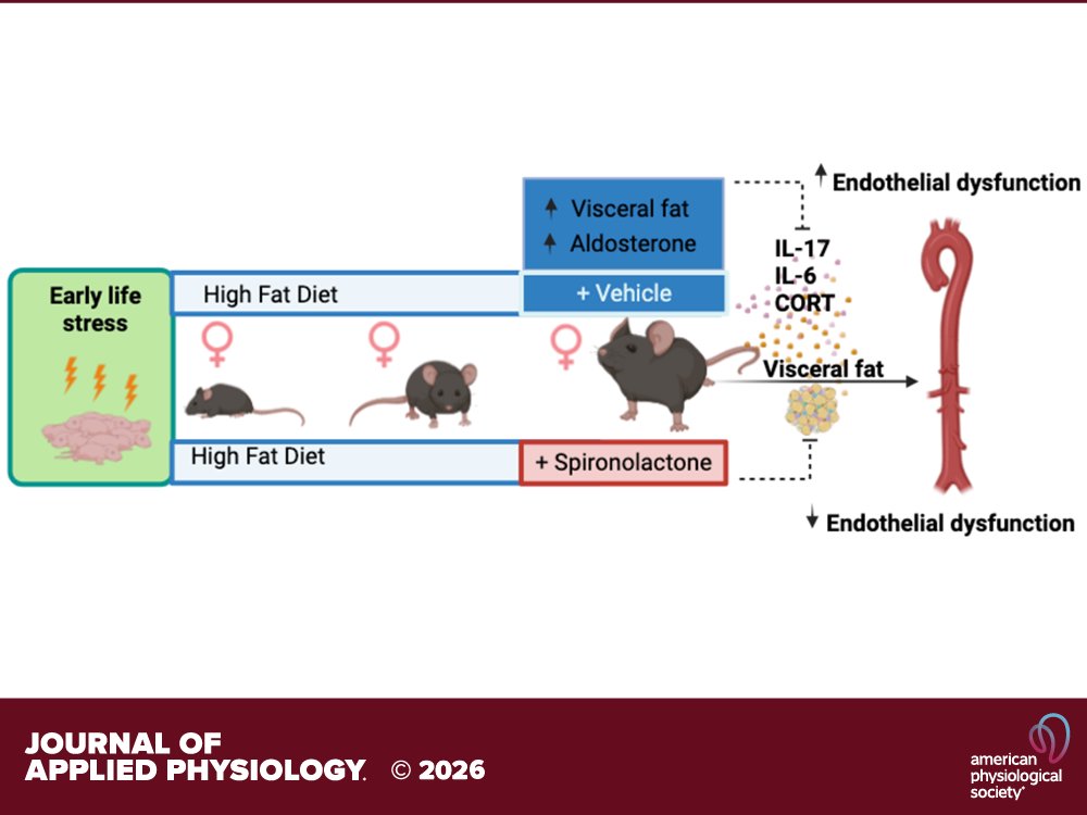 japplphysiol's tweet photo. Research Article by N Ahmed et al. (@Dr_Analia_Loria @UKYMedicine) #Spironolactone ameliorates the #endothelialdysfunction induced by #visceral #adiposetissue in obese female mice exposed to early life #stress
https://t.co/bznBQr4bqu https://t.co/AlFHTVPv5q