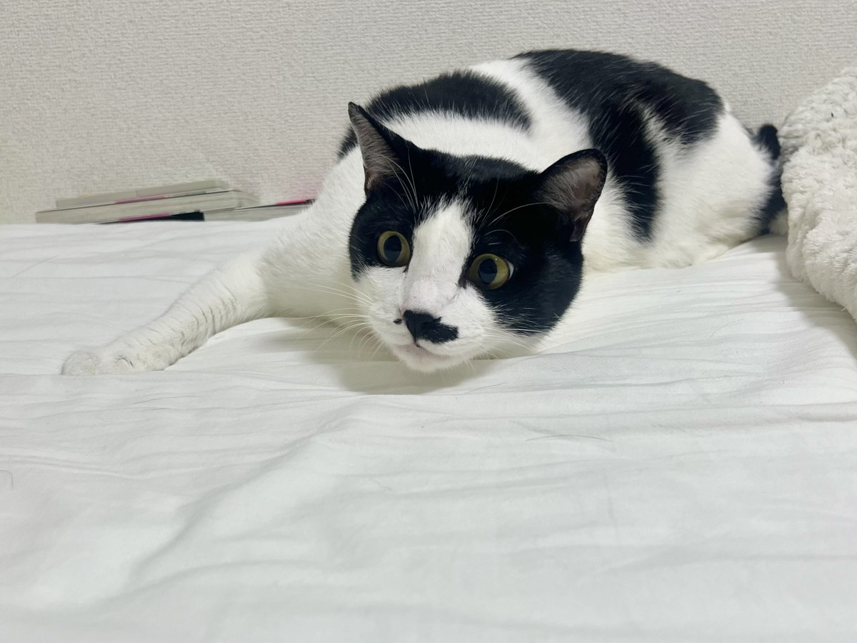 yuki22c's tweet photo. 良い顔だ https://t.co/ZcDHeNxAu3