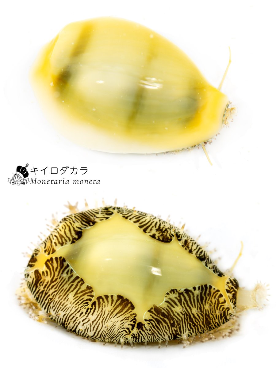 K_theHermit's tweet photo. 一日一種

貝殻と軟体部のギャップが好きな貝 https://t.co/JiRYqUV0nf