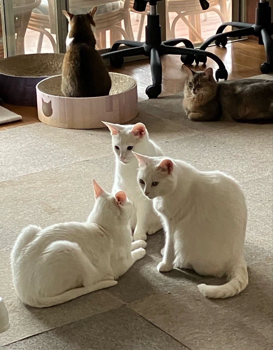 1pZDPXUVdHg4JIh's tweet photo. ご祈願中の猫神様です🐾

いつか行ってみたい”と思った今が、そのときかもしれません⛩️ご参拝をお待ちしています💕

営業時間11時〜17時

#運気押上猫神社 #ご利益 #猫神様参拝 #14匹の猫神様 #猫がいる幸せ #猫がいる生活 #猫型デザート #茂木町ランチ #茂木町カフェ https://t.co/CoJKoiXRVM