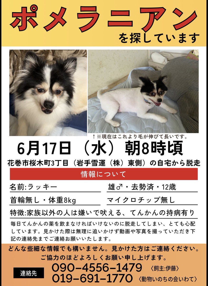 inochiiwate1's tweet photo. 【 #迷子犬 捜索中】
6/17（水）朝8時頃 #花巻市 桜木町3丁目の自宅（岩手雪運東側）から #ポメラニアン 雄去勢済12歳ラッキー君が逃走

詳細は写真のチラシから
持病がある為とても心配しています見かけたら追いかけず写真等を撮って飼主TEL又は当会019-691-1770迄ご連絡下さい
ご協力お願い致します https://t.co/SvSAuZDTGV