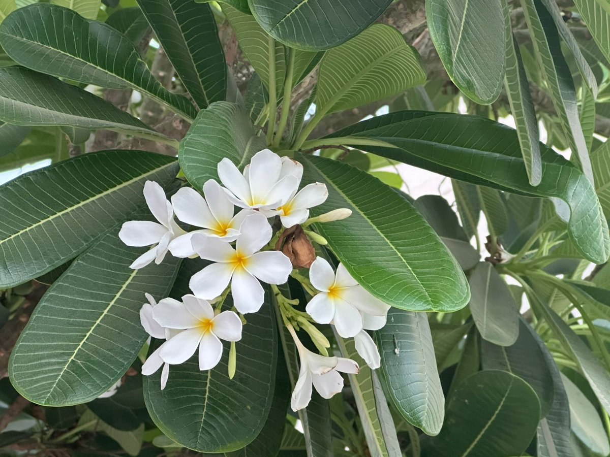 AAnagha197's tweet photo. Summer special चाफा (Chafa) aka Frangipani blooms https://t.co/hv6IHgNFLX