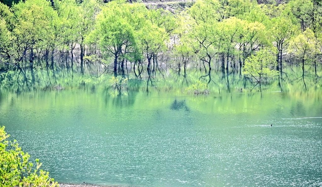 AS11935500's tweet photo. ザワつく！初夏に見ておきたい絶景の1位が白河湖の水没林とは予想外ﾃﾞｰｽ😳
西日本のライダーにはほぼ知られてないと思うけどこの辺りはええとこよ(⁠☆⁠▽⁠☆⁠)
#小国町叶水河川敷 #山形県西置賜郡小国町小玉川 https://t.co/vlyCAwwrub
