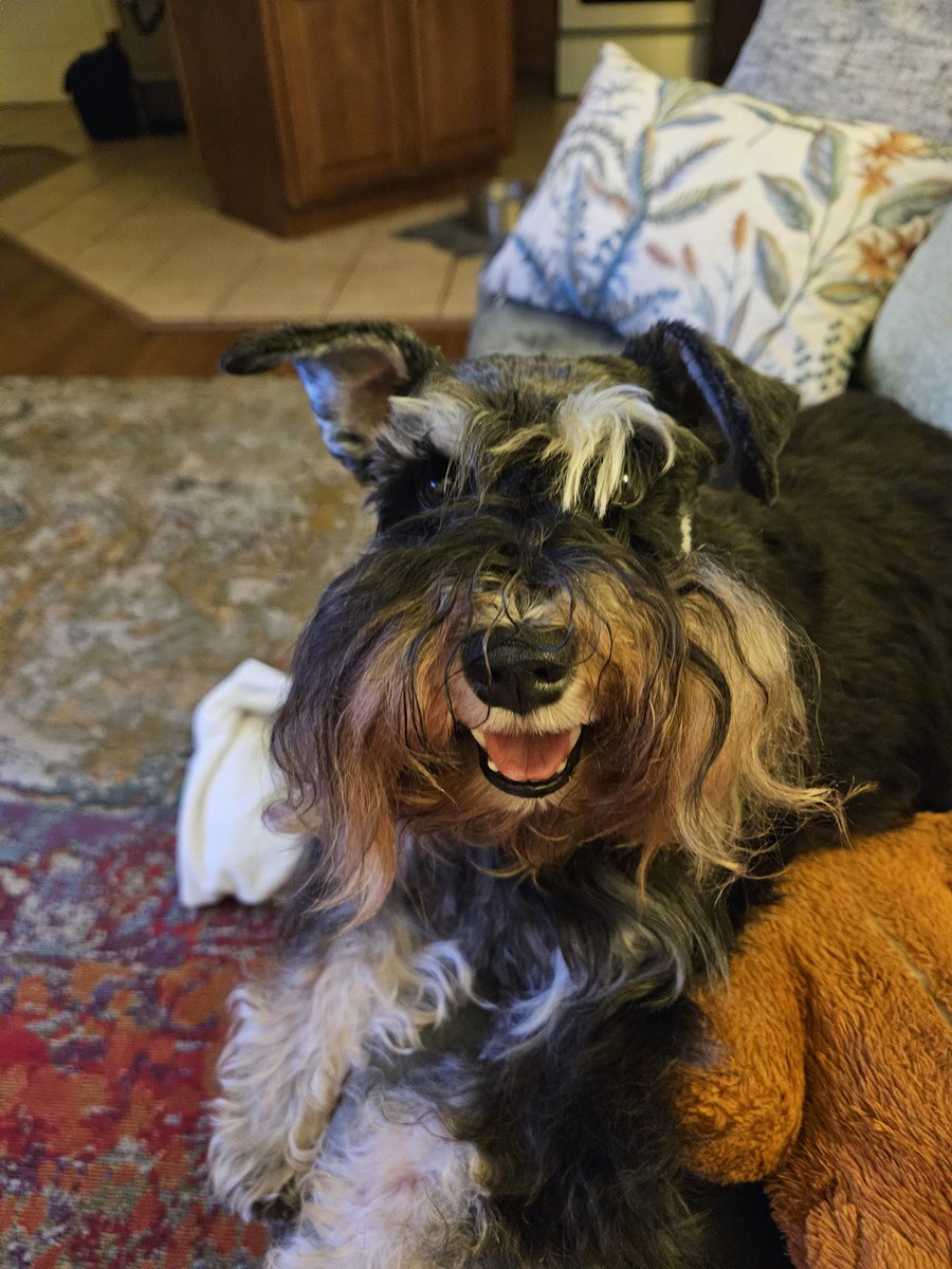 ReginaIBCLC's tweet photo. @bunsenbernerbmd Bless you for doing this. Our hearts and prayers are with you. My fur baby and I send our love! https://t.co/9eixwwDulv
