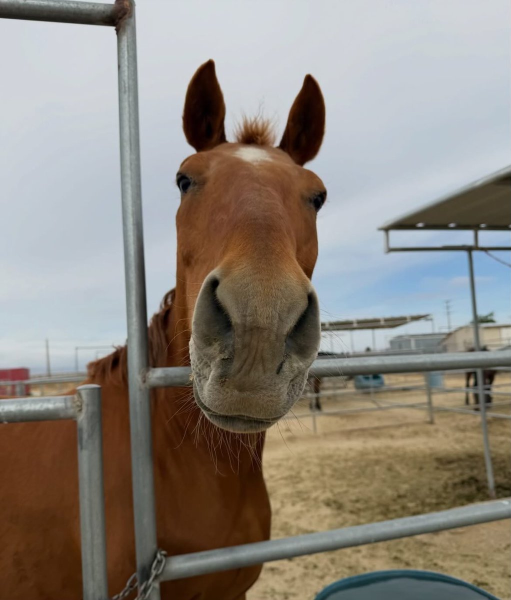 Wildatharthorse's tweet photo. We can’t wait to see all of our friends tomorrow! Come have fun, cheer on the runners & don’t forget to stop by & say hello to us. We’ll be the cute ones with four legs! 🐎😍🥕💜
#ColorRun
#HorseLogic #PartyAtTheRescue #BringTreats #5KFun https://t.co/0q7KHsq4cc