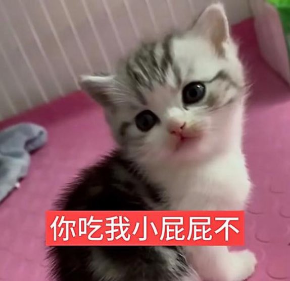 4evershoon's tweet photo. 你吃我小屁屁不 https://t.co/wBwMHHvypK