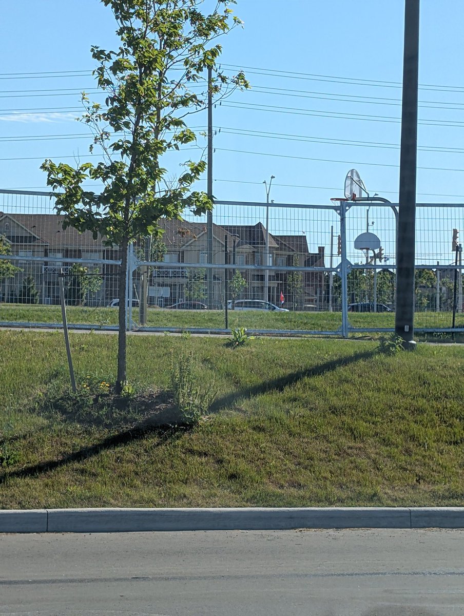 jgpopov's tweet photo. @townofoakville waited eagerly for the new basketball playground at the new sixteen mile sports complex and you put white backboards?? The city of Mississauga has glass backboards in every random park and we can't get one descent basketball playground? Embarrassing. https://t.co/f5wbJm5uRd