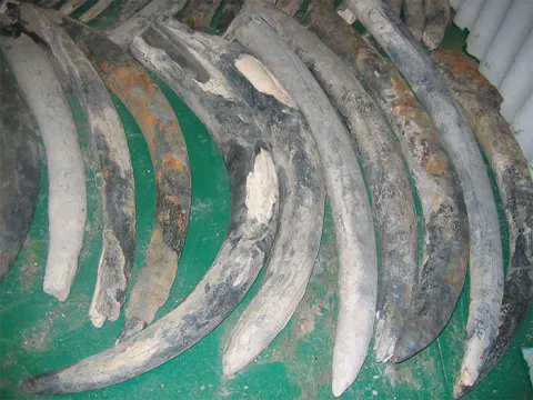 CasemateAc's tweet photo. #ICYMI: A cargo of ancient African ivory recovered from a 16th-century shipwreck is shedding light on early trade networks and historical elephant populations. (via. Current World Archaeology)

💻️: https://t.co/hV8cumqDTq https://t.co/JEtFWRfKBd