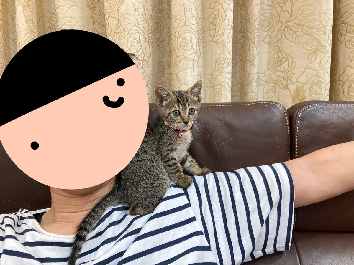 iki_9mm's tweet photo. 実家に猫増えた。 https://t.co/UUJ5K2ApFS