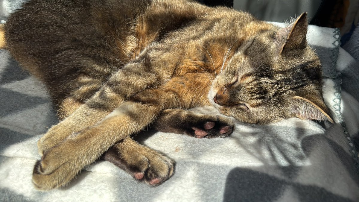 kedithekedi's tweet photo. she looks so comfortable… https://t.co/Yg6KKdXMLI