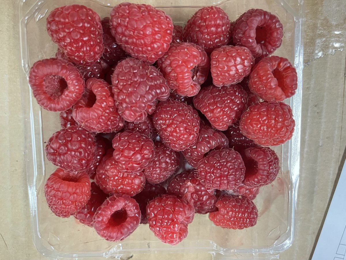 SetShopNYC's tweet photo. Good Morning and Happy Friday ~ heading to work through Union Square Farmer's Market 🏃‍♀️🏃‍♀️🏃‍♀️🏃‍♀️🏃‍♀️🏃‍♀️🏃‍♀️snack of the day, Raspberry. Looks delicious ~ https://t.co/VYuSy2NvRi