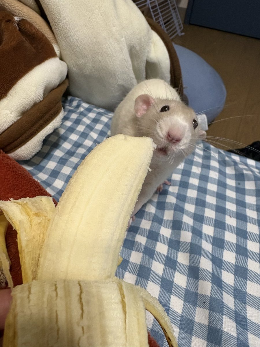 ha_muchan's tweet photo. 可愛い顔して食べるのね☺️ https://t.co/yhsJDt8gmW