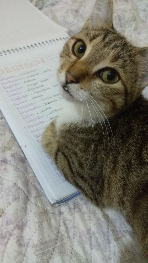dornaoffical's tweet photo. lately, doing some math stuff. It is good, though sometimes you spend your time with a pen and paper rather than a keyboard :) https://t.co/SmXOLgZiwZ