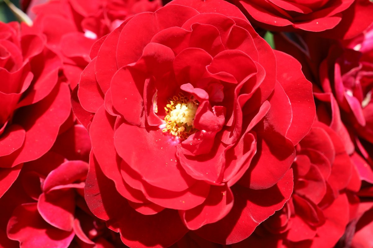ama_came's tweet photo. 少し前ですが、#神代植物公園 行ってきました。ラスト。
#写真好きな人と繋がりたい
#カメラ好きな人と繋がりたい
#ファインダー越しの私の世界 https://t.co/jNCZkgJX7a