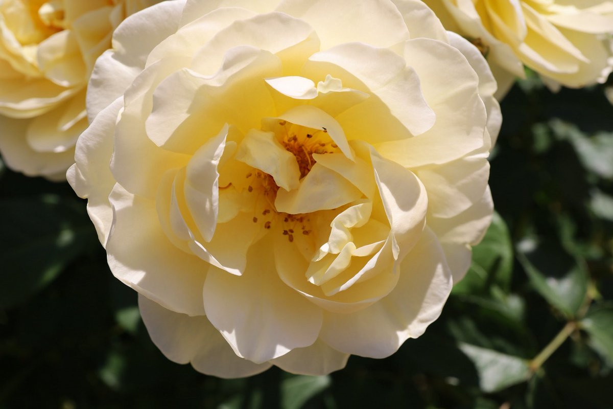 ama_came's tweet photo. 少し前ですが、#神代植物公園 行ってきました。ラスト。
#写真好きな人と繋がりたい
#カメラ好きな人と繋がりたい
#ファインダー越しの私の世界 https://t.co/jNCZkgJX7a
