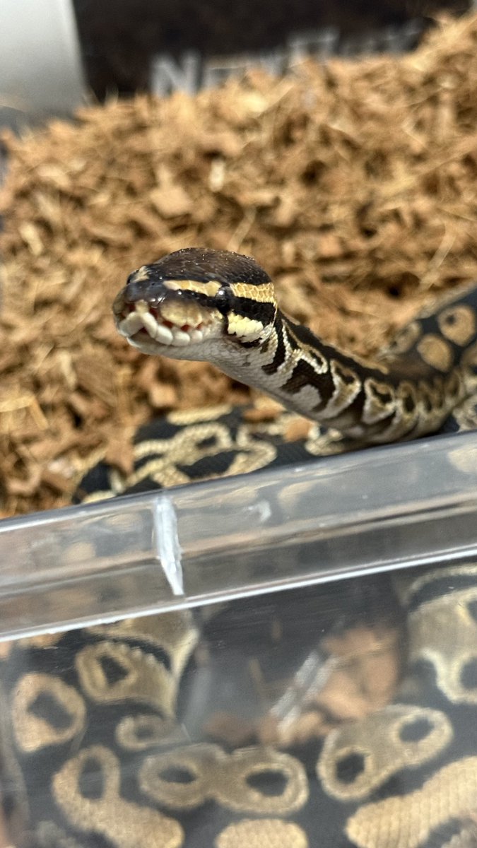 uni_comafu's tweet photo. 今推しより爬虫類すぎてしぬ
ブリーダー目指してるからお勉強だったり生体集めに忙しい😔 https://t.co/39XeREJ3QL