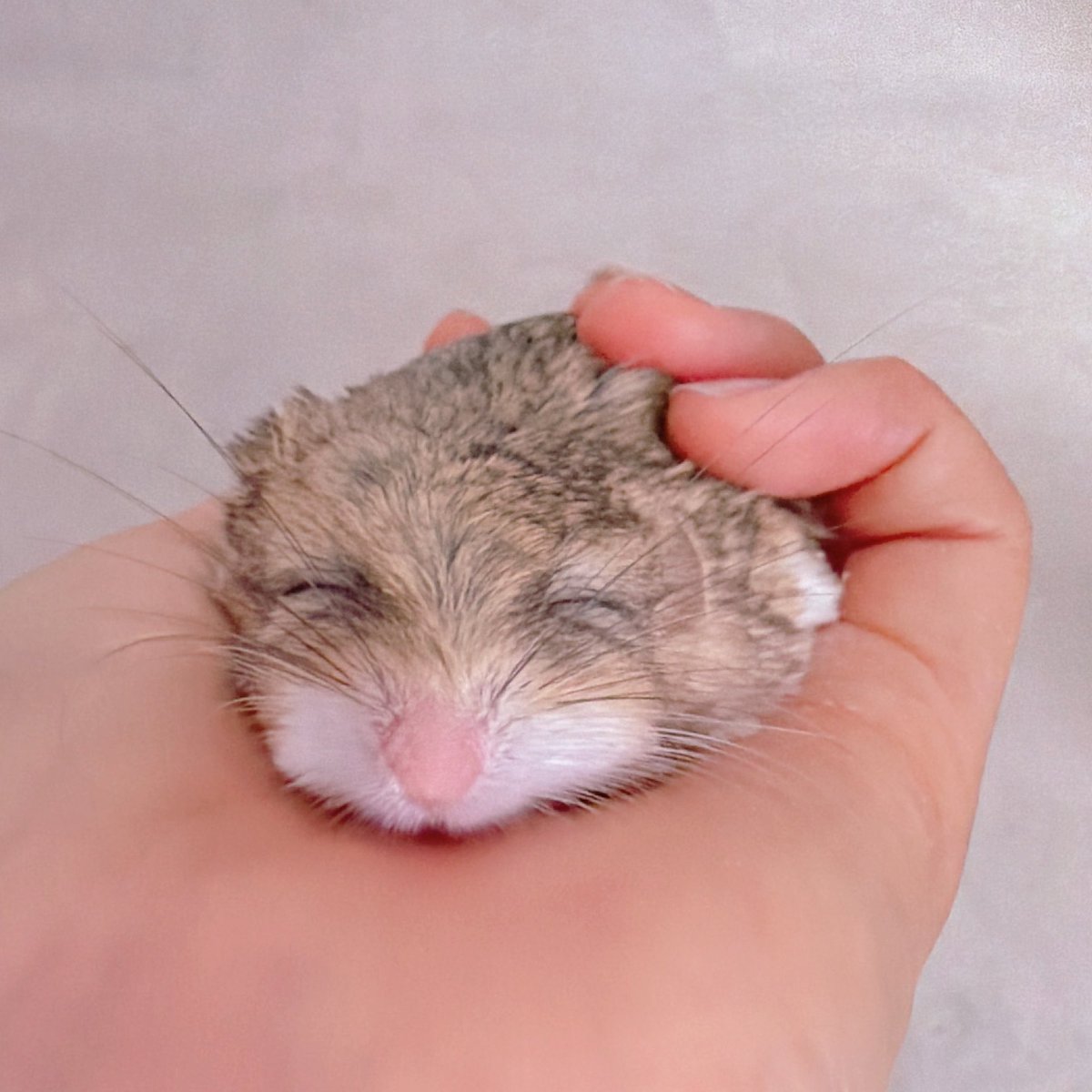 JasDeviLuno's tweet photo. みんなおつかれさまでちゅ　　にっこり https://t.co/B5SWLnsp4q