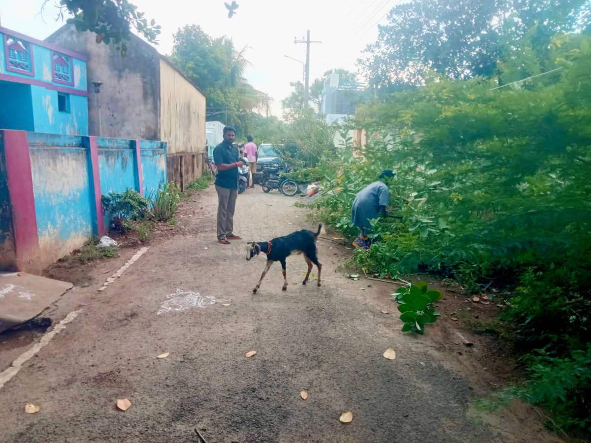 selva_sergent's tweet photo. இன்றைய தினம்(19-06-2026) எனது 7வது வார்டுக்குட்பட்ட உமையாள் நகர் முருகப்ப செட்டியார் ஊரணி வடகரை ஆகிய பகுதிகளில் ஆங்காங்கே செடிகள் மரக்கிளைகள் போன்றவை இடையூறாக இருப்பதாகவும் தெருவிளக்குகள் பழுதடைந்து இருப்பதாகவும் பொதுமக்கள் கூறினார்கள் அதையடுத்து பேரூராட்சி ஊழியர்களை தொடர்பு கொண்டு அப்பணிகளை சரி செய்து கொடுத்தேன்.@AmitShah @BJP4India @BJP4TamilNadu @NainarBJP @narendramodi @NitinNabin @Shanmug68353210 @VinojBJP @blsanthosh